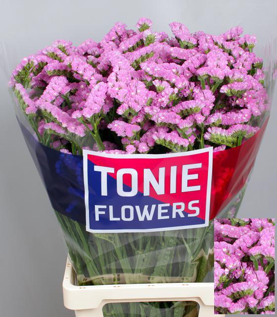 LIMONIUM ST BARBIE WINGS 70